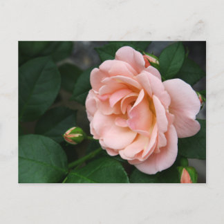 Cartão Postal Beautiful Pink Rose Flower Postcards
