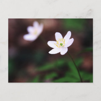 Cartão Postal Beautiful Wood Anemone Flower Postcard