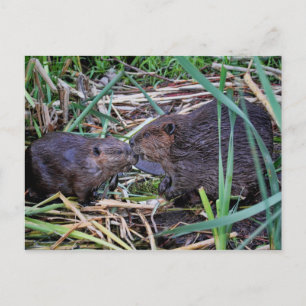 Cartão Postal Beavers Bissing Foto