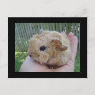 Cartão Postal bebê