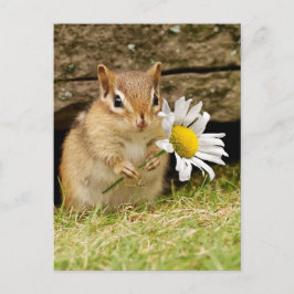 Cartão Postal Bebê Adorável Chipmunk com Daisy