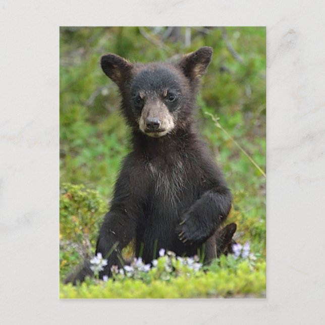 Cartão Postal Bebê Black Bear (Frente)