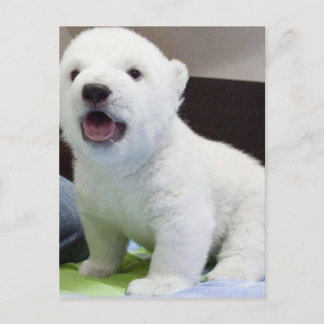 Cartão Postal bebê bonito polarbear