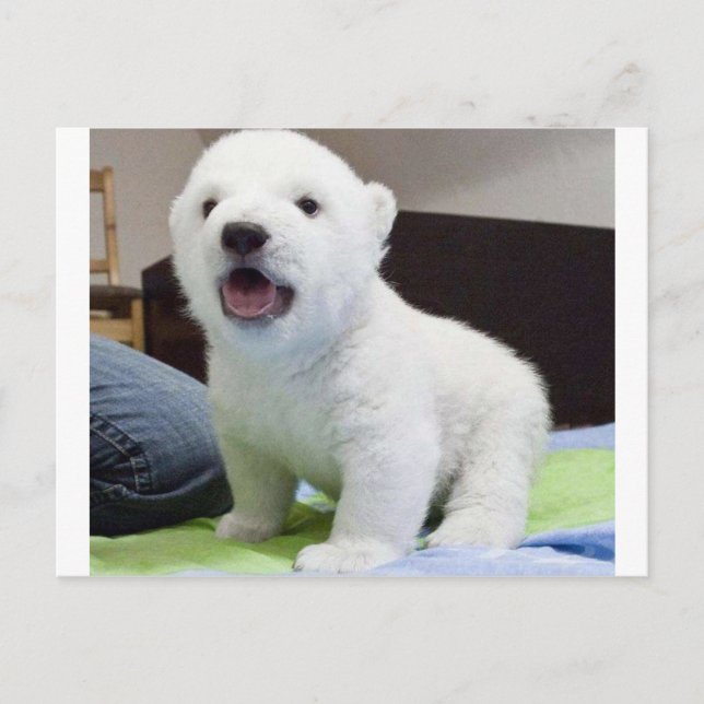 Cartão Postal bebê bonito polarbear (Frente)