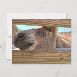 Cartão Postal Bebê-burro