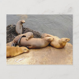 Cartão Postal Bebê California Sea Lions