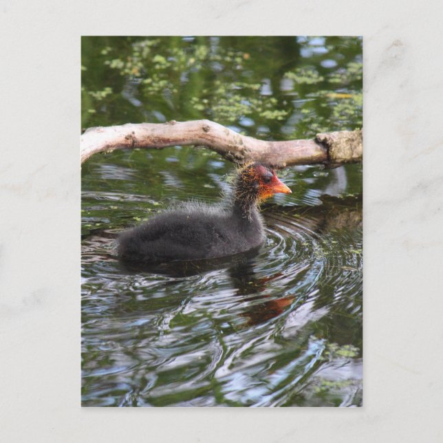 Cartão Postal Bebê Coot (Frente)