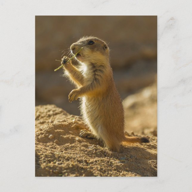 Cartão Postal Bebê de cão da pradaria comendo, Arizona (Frente)