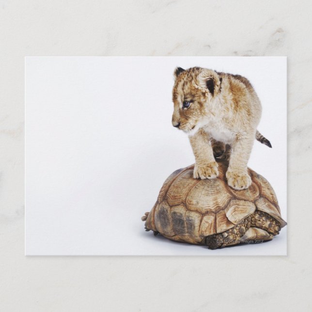 Cartão Postal Bebê de leão de pé na tartaruga, fundo branco (Frente)