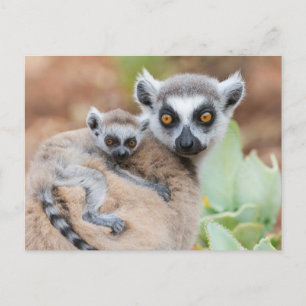 Cartão Postal Bebê de Lemur de Altura Ring nas costas da mãe