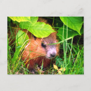 Cartão Postal Bebê de Marmota Fofo Canadá
