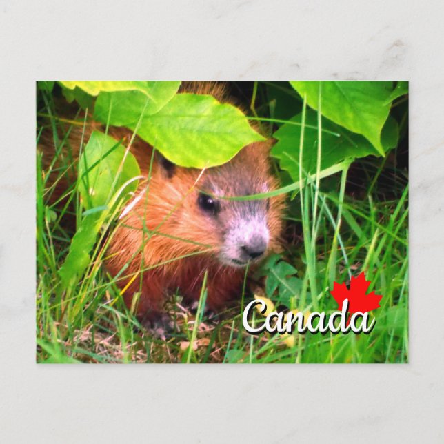 Cartão Postal Bebê de Marmota Fofo Canadá (Frente)