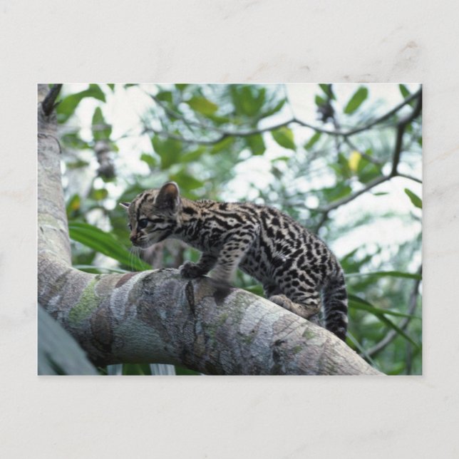 Cartão Postal Bebê de ocelote subindo em árvore (Frente)