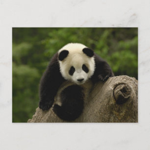 Cartão Postal Bebê de panda gigante