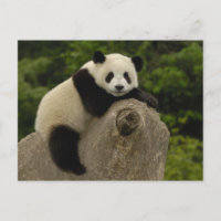 bebê de panda gigante