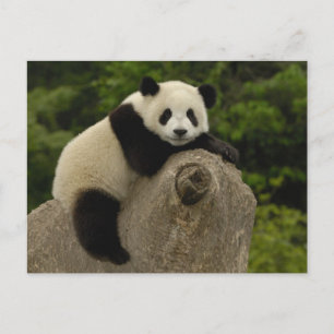 Cartão Postal bebê de panda gigante