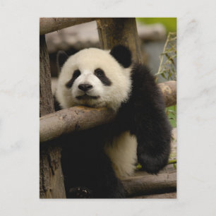 Cartão Postal bebê de panda gigante (Ailuropoda melanoleuca)