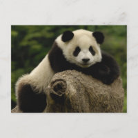 bebê de panda gigante (Ailuropoda melanoleuca)