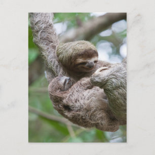 Cartão Postal Bebê de Preguiça com Mãe Pendurada em uma Árvore