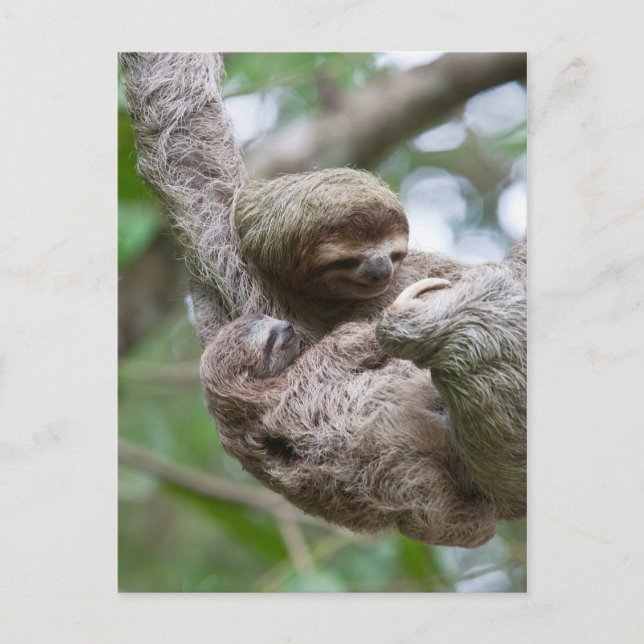 Cartão Postal Bebê de Preguiça com Mãe Pendurada em uma Árvore (Frente)