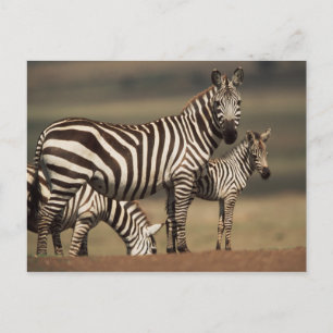 Cartão Postal Bebê de zebra-de-burchell com a mãe