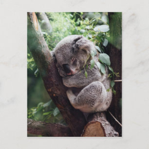 Cartão Postal Bebê Dormindo Koala