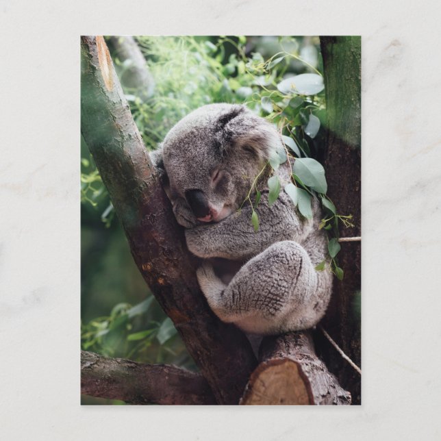 Cartão Postal Bebê Dormindo Koala (Frente)