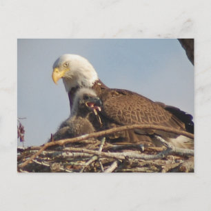 Cartão Postal Bebê Eagle 2011