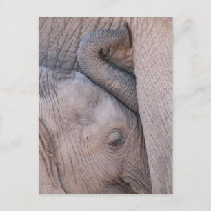 Cartão Postal Bebê Elefante Afagos