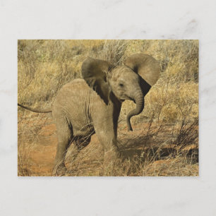 Cartão Postal Bebê Elefante Africano, Loxodonta Africana,