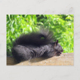 Cartão Postal Bebê Esquilo Preto Tomando Sol no Corrimão da Vara