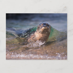 Cartão Postal Bebê Foca-do-porto