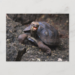 Cartão Postal Bebê Galápagos - Tortoise Gigante