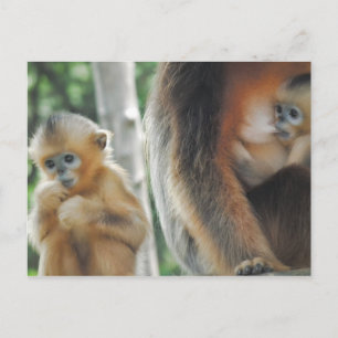 Cartão Postal Bebê macaco com mãe