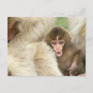 Cartão Postal Bebê Macaco da Neve, Jigokudani, Nagano, Japão