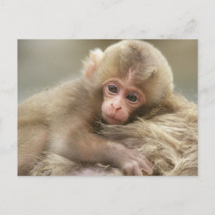 Cartão Postal Bebê Macaco da Neve, Jigokudani, Nagano, Japão 2