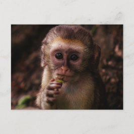 Cartão Postal Bebê Macaco Vervet Doce