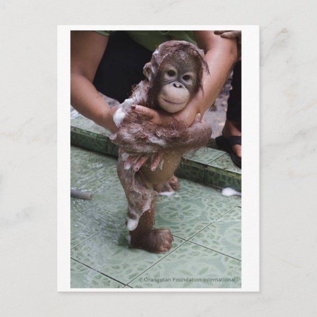 Cartão Postal Bebê mais coxo do mundo - Órfão Orangutan (Frente)