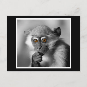 Cartão Postal Bebê Mangabey Mackey