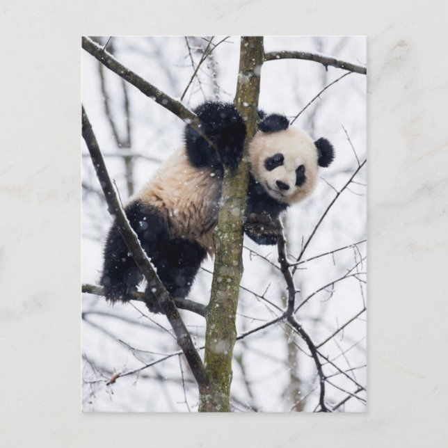 Cartão Postal Bebê Panda na Árvore (Frente)