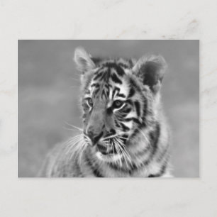 Cartão Postal Bebê Tigre em Preto e Branco