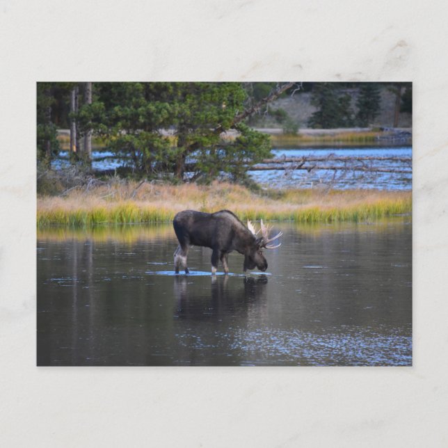 Cartão Postal Bebendo Bull Moose em Sprague Lake, Colorado (Frente)