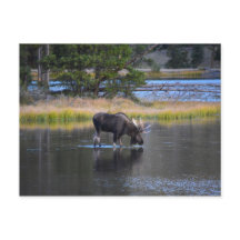 Bebendo Bull Moose em Sprague Lake, Colorado
