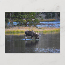 Cartão Postal Bebendo Bull Moose em Sprague Lake, Colorado