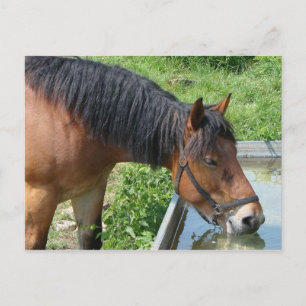 Cartão Postal Bebendo de Bay Pony de Água em Páscoa