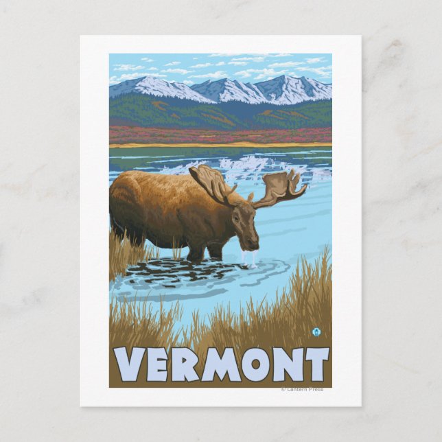 Cartão Postal Bebendo de VermontMoose no lago (Frente)