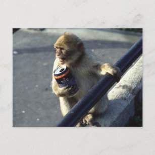 Cartão Postal Bebendo do macaco