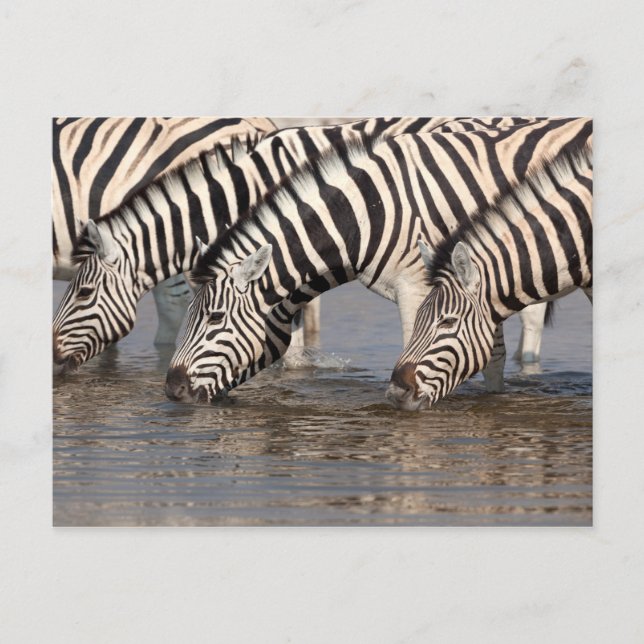 Cartão Postal Bebendo Zebras (Frente)