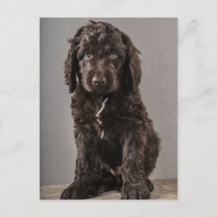 Cartão Postal Bebês Animais Mais Fofos   Cachorrinho Cockapoo