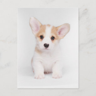 Cartão Postal Bebês Animais Mais Fofos   Cachorrinho Corgi Branc